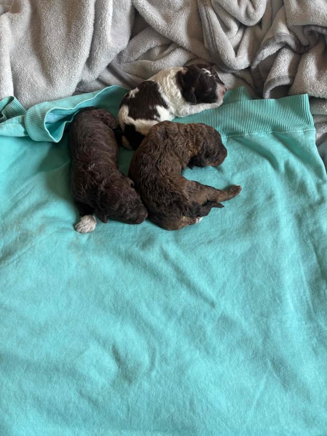 Lagotto Romagnolo Puppies media 4