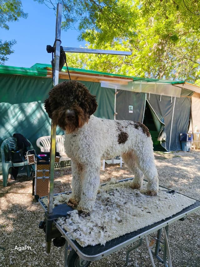 Lagotto Romagnolo Puppies media 8