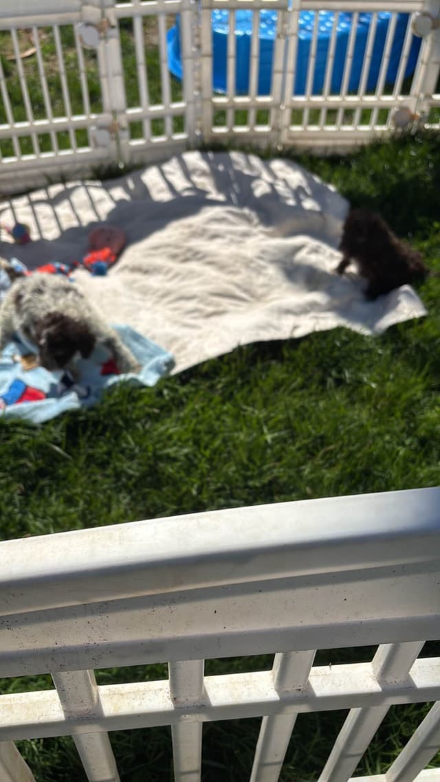 Lagotto Romagnolo Puppies media 10