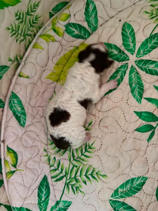 Lagotto Romagnolo Puppies media 14