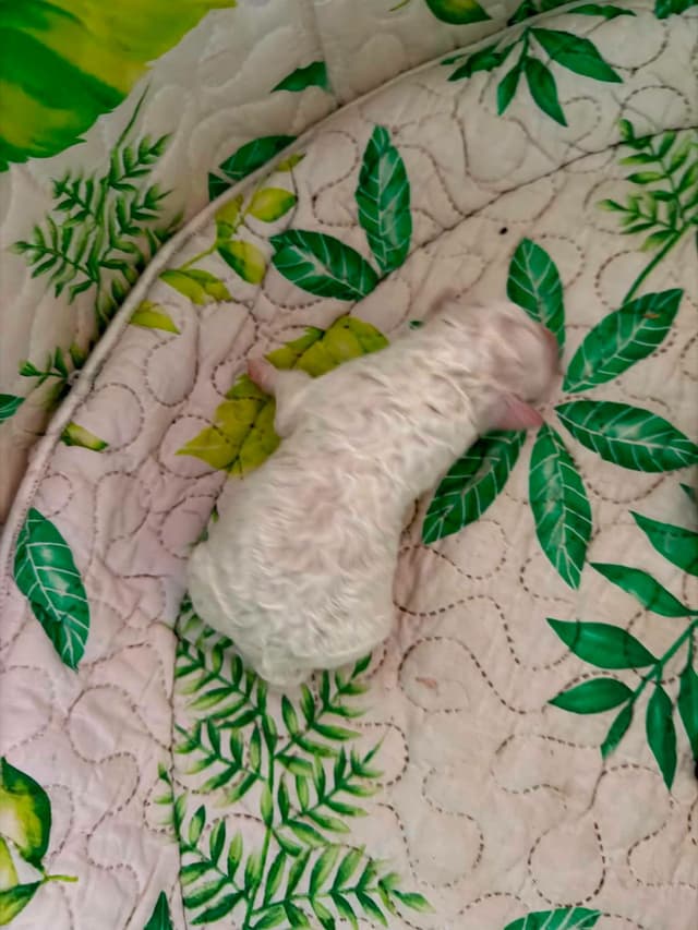 Lagotto Romagnolo Puppies media 15