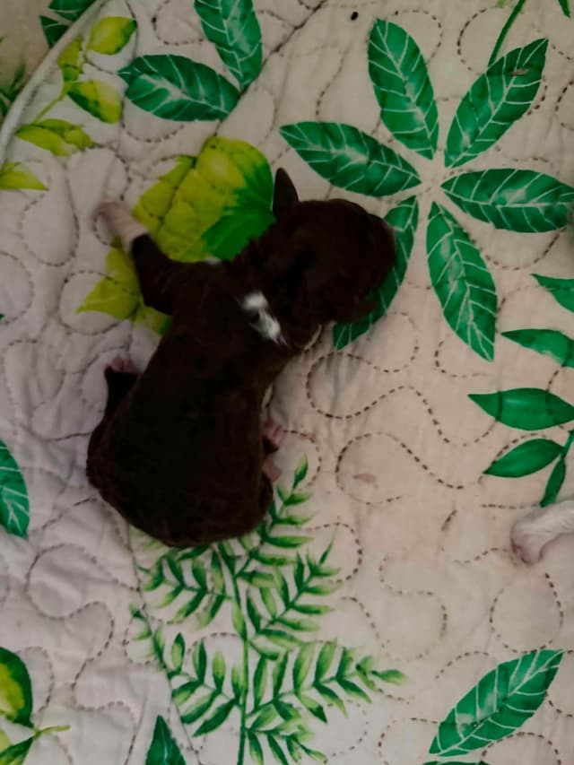 Lagotto Romagnolo Puppies media 17