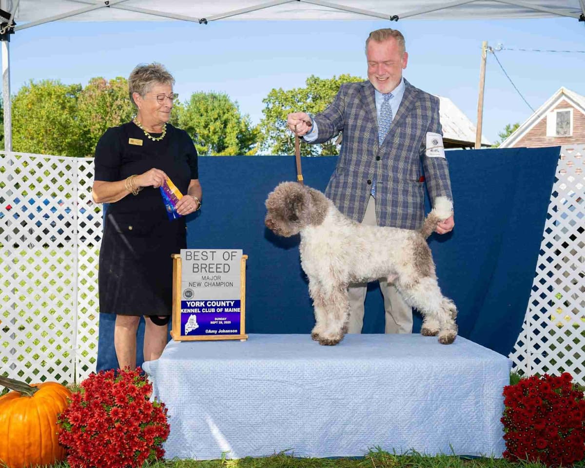 Lagotto Romagnolo Puppies breeder image 1