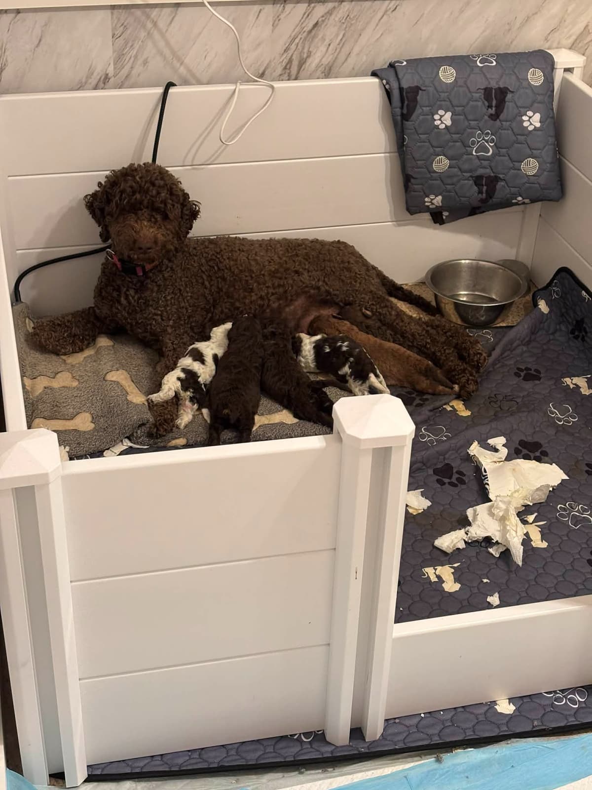 Lagotto Romagnolo Puppies breeder image 2