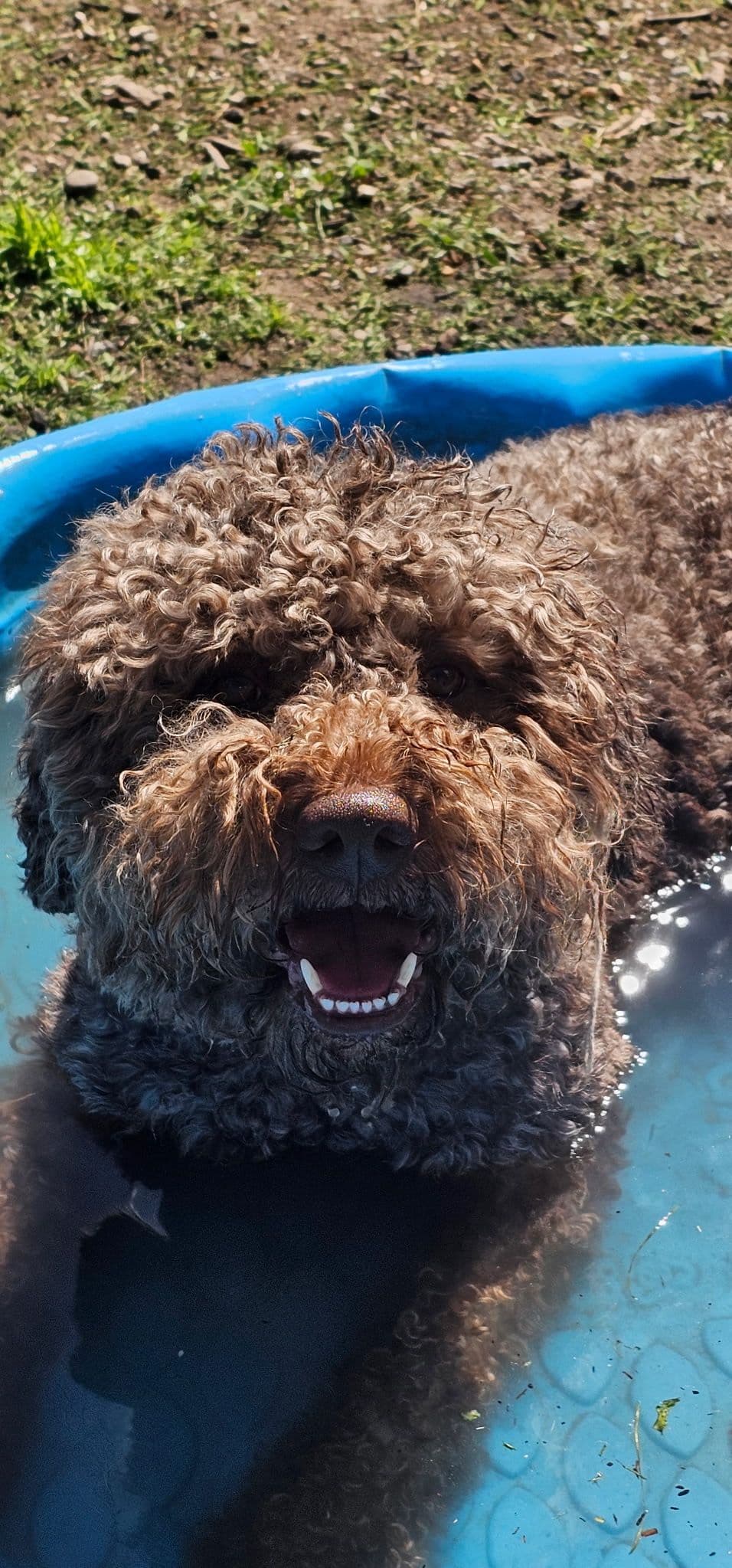 Lagotto Romagnolo Puppies breeder image 5