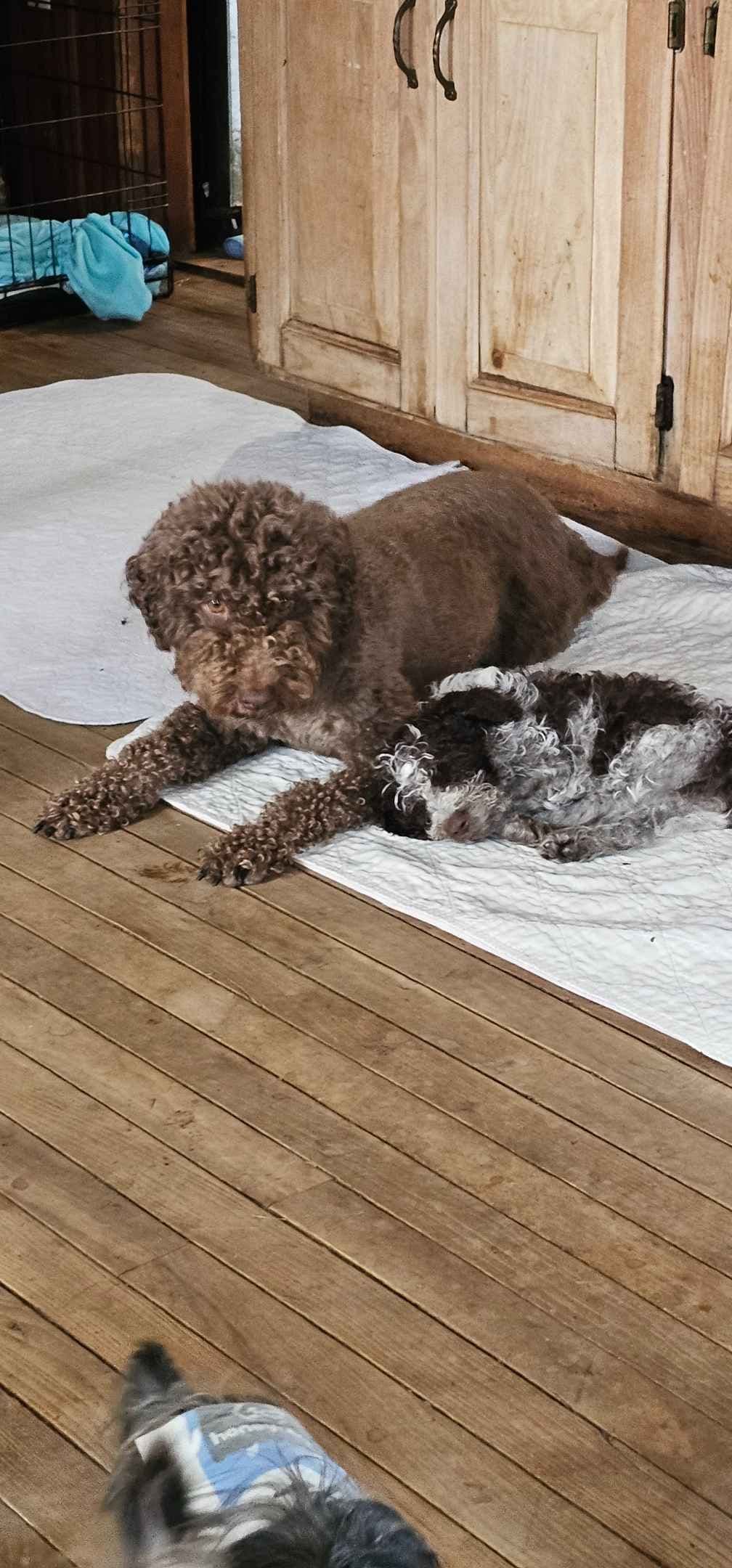 Lagotto Romagnolo Puppies breeder image 4
