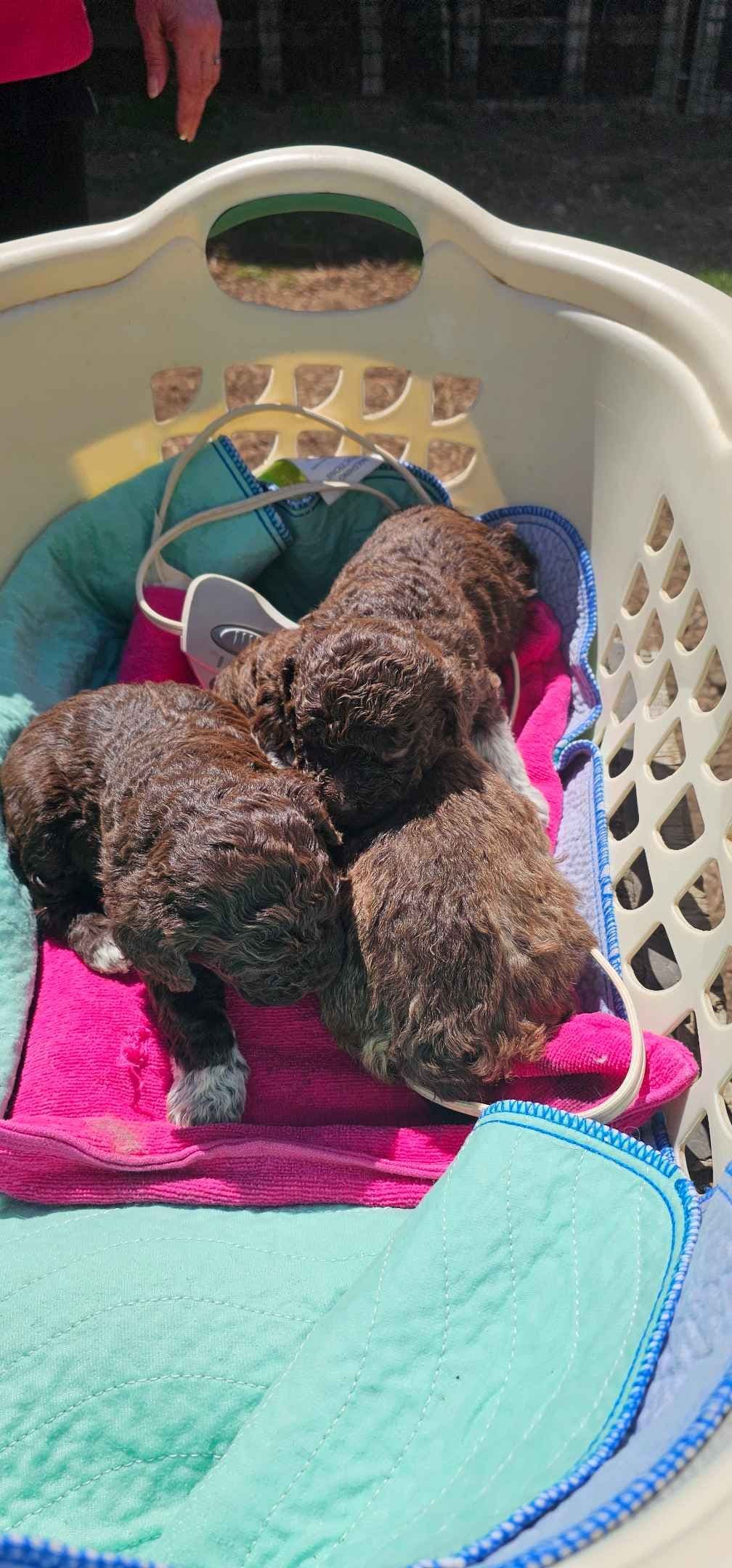 Lagotto Romagnolo Puppies breeder image 8