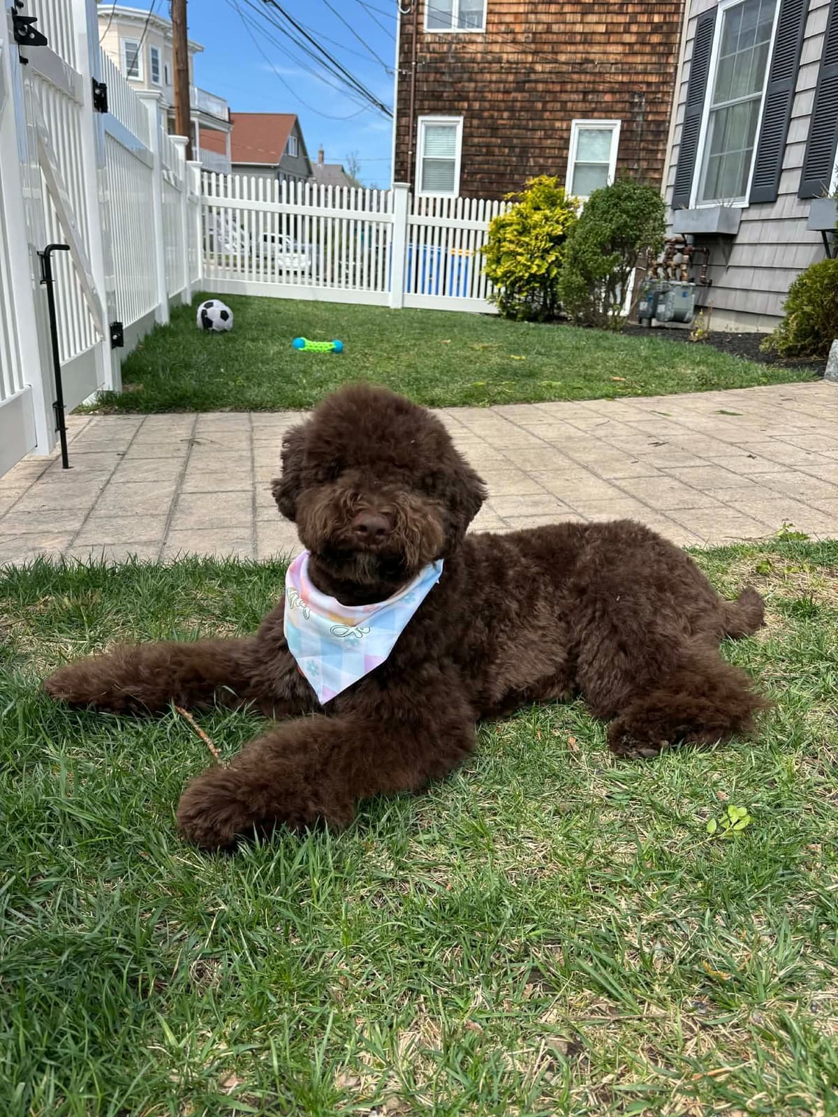 Lagotto Romagnolo Puppies breeder image 11