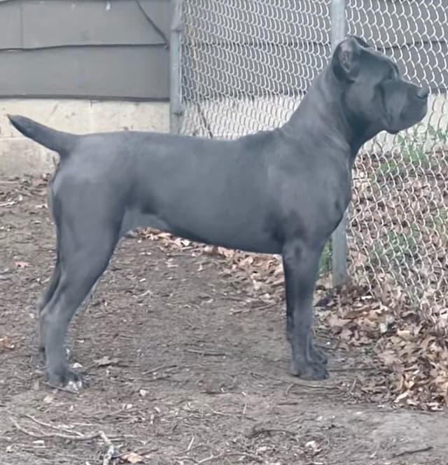 Cane Corso Puppies media 2