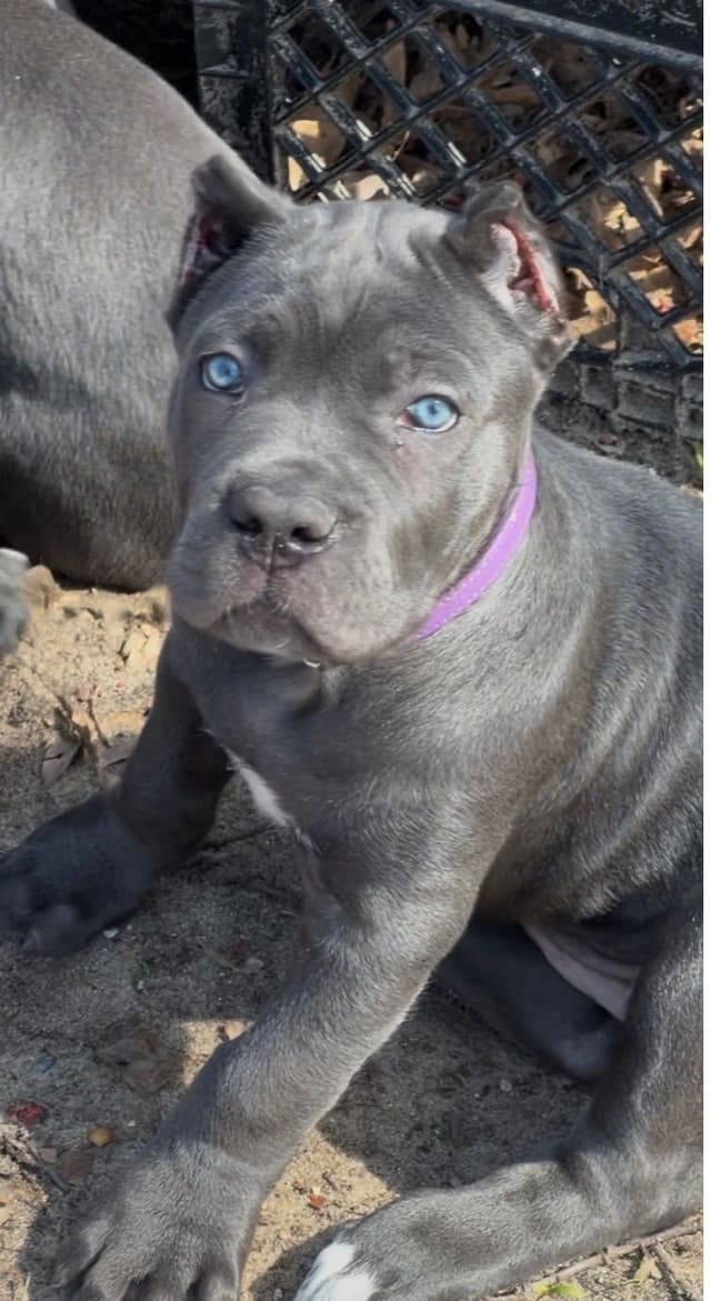 Cane Corso Puppies media 3