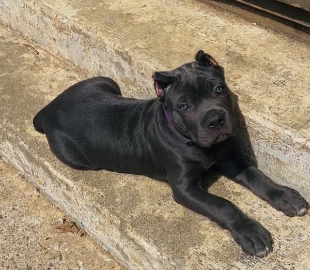 Cane Corso Puppies media 4