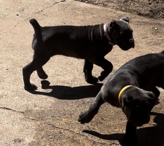 Cane Corso Puppies media 6