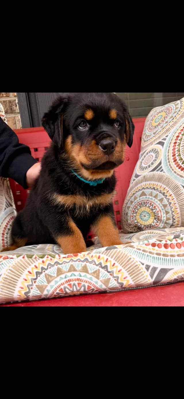 Rottweiler Puppies media 4