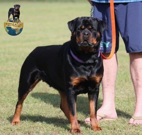 Rottweiler Puppies media 5