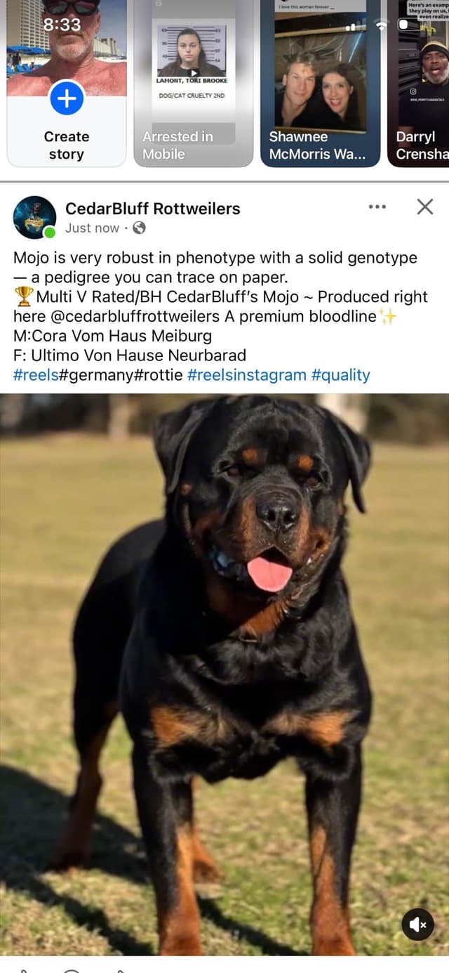 Rottweiler Puppies media 6