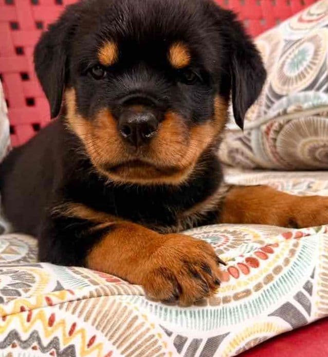Rottweiler Puppies media 7