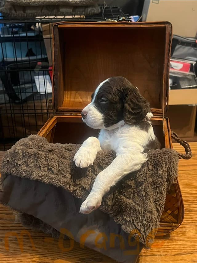 Brittany Puppies media 3