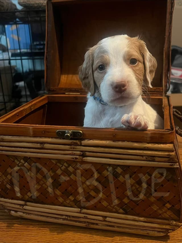 Brittany Puppies media 4