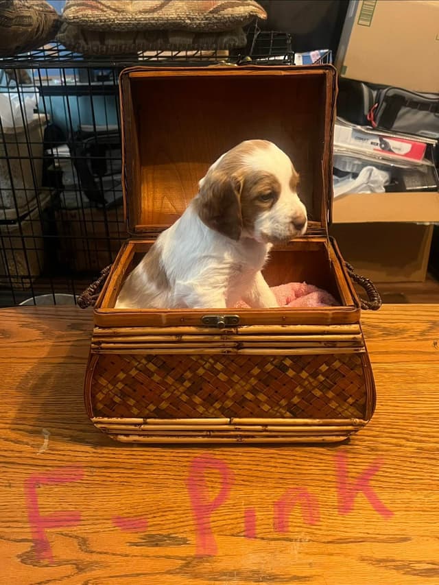 Brittany Puppies media 5