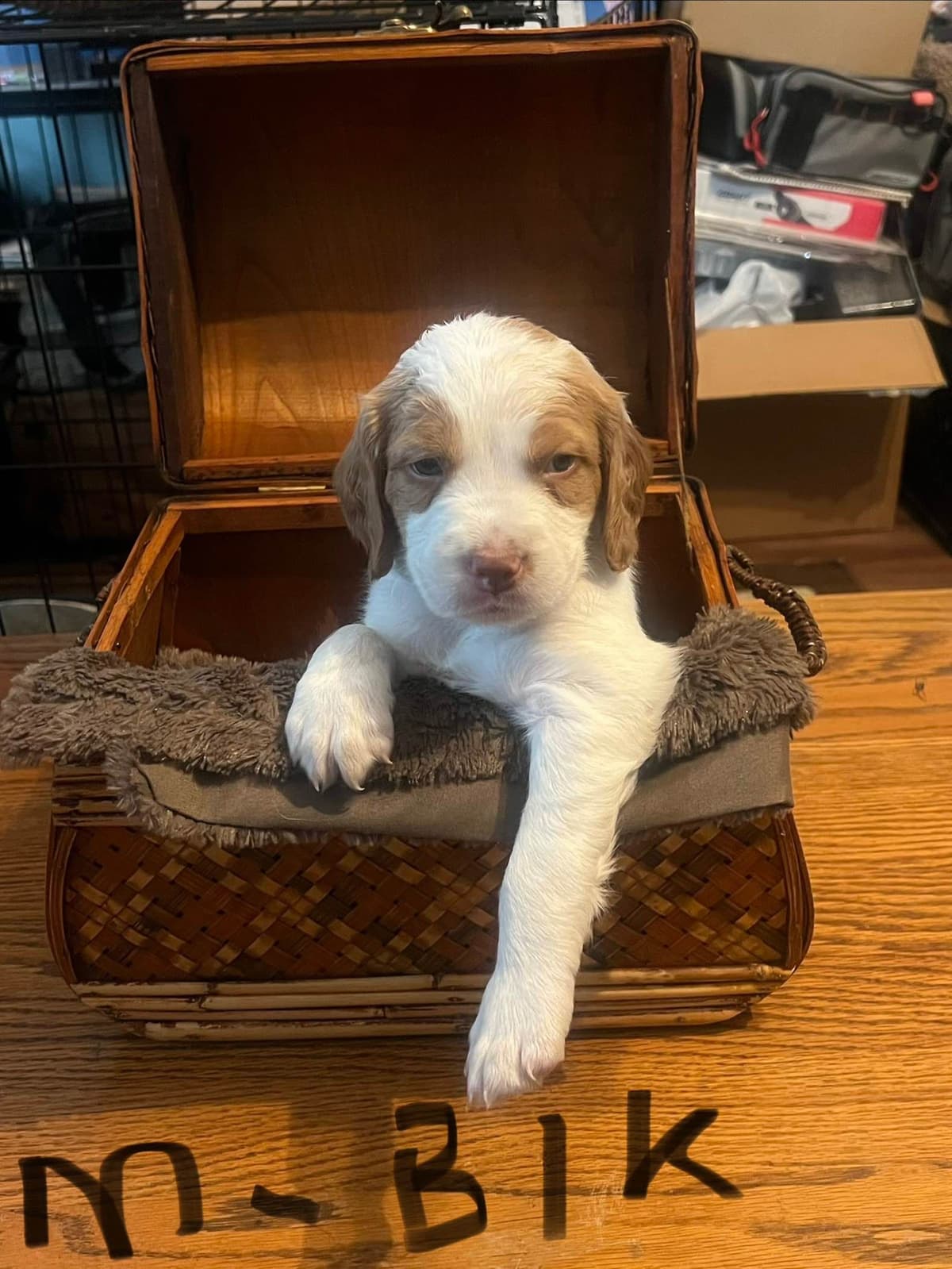 Brittany Puppies breeder image 3