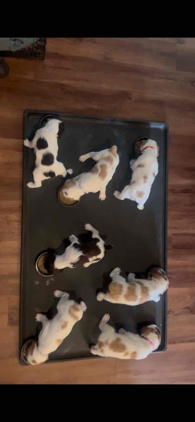 Brittany Puppies media 10