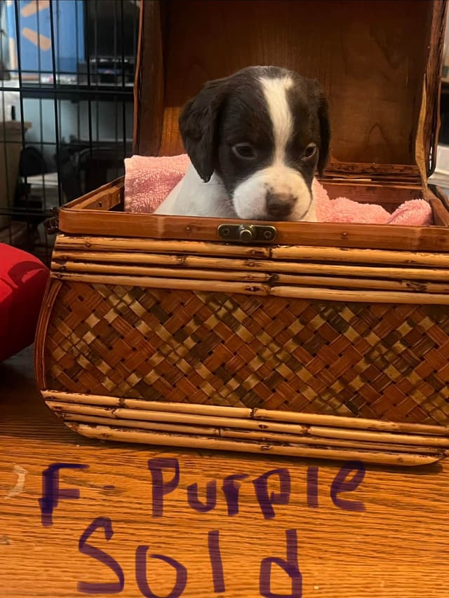Brittany Puppies media 11