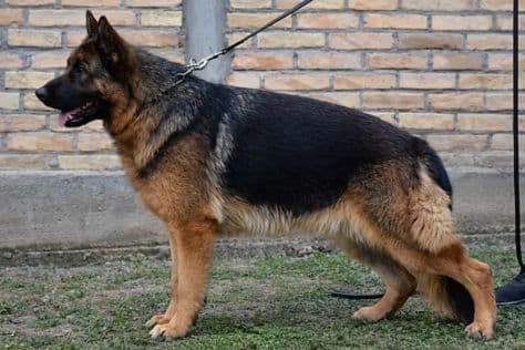 Outstanding AKC German Shepherd Female Puppy – IGP3 & VA Pedigree media 12
