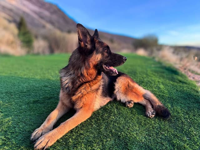 Outstanding AKC German Shepherd Female Puppy – IGP3 & VA Pedigree media 10