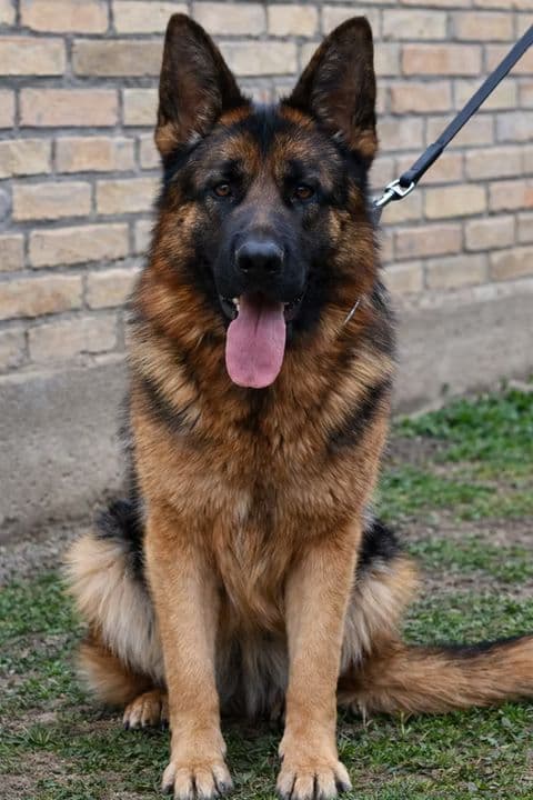 Outstanding AKC German Shepherd Female Puppy – IGP3 & VA Pedigree media 11
