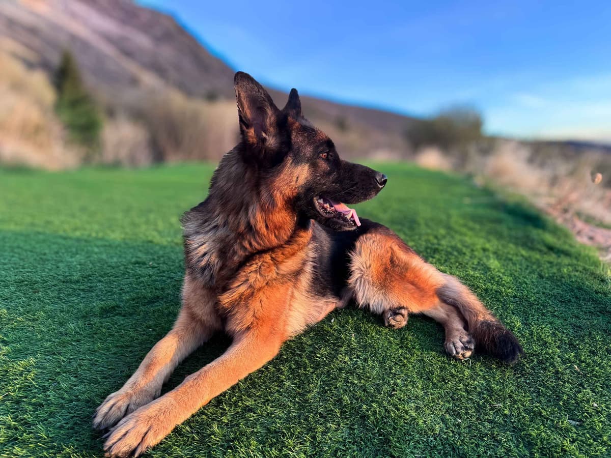 Outstanding AKC German Shepherd Female Puppy – IGP3 & VA Pedigree breeder image 11