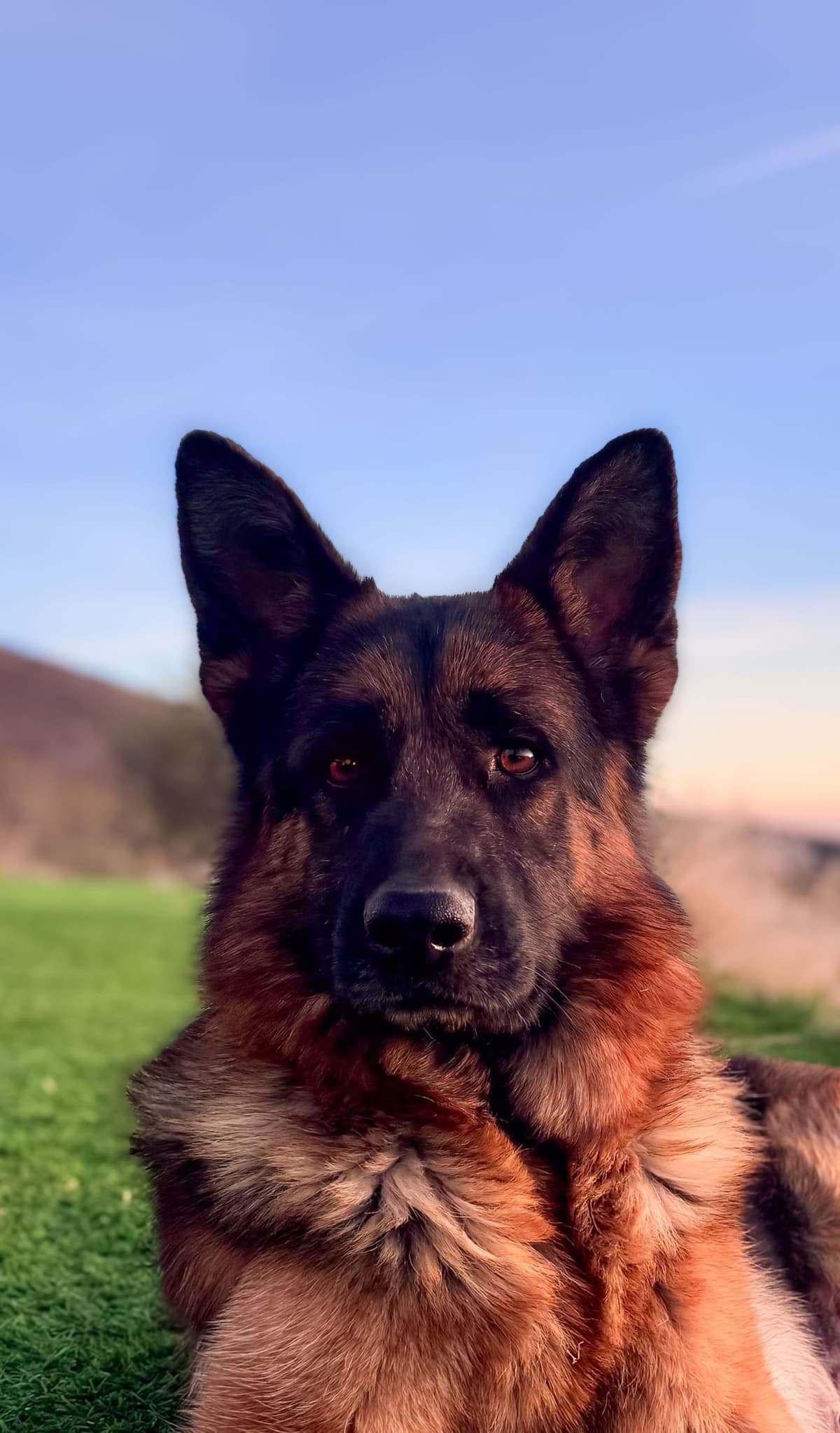 Outstanding AKC German Shepherd Female Puppy – IGP3 & VA Pedigree breeder image 10