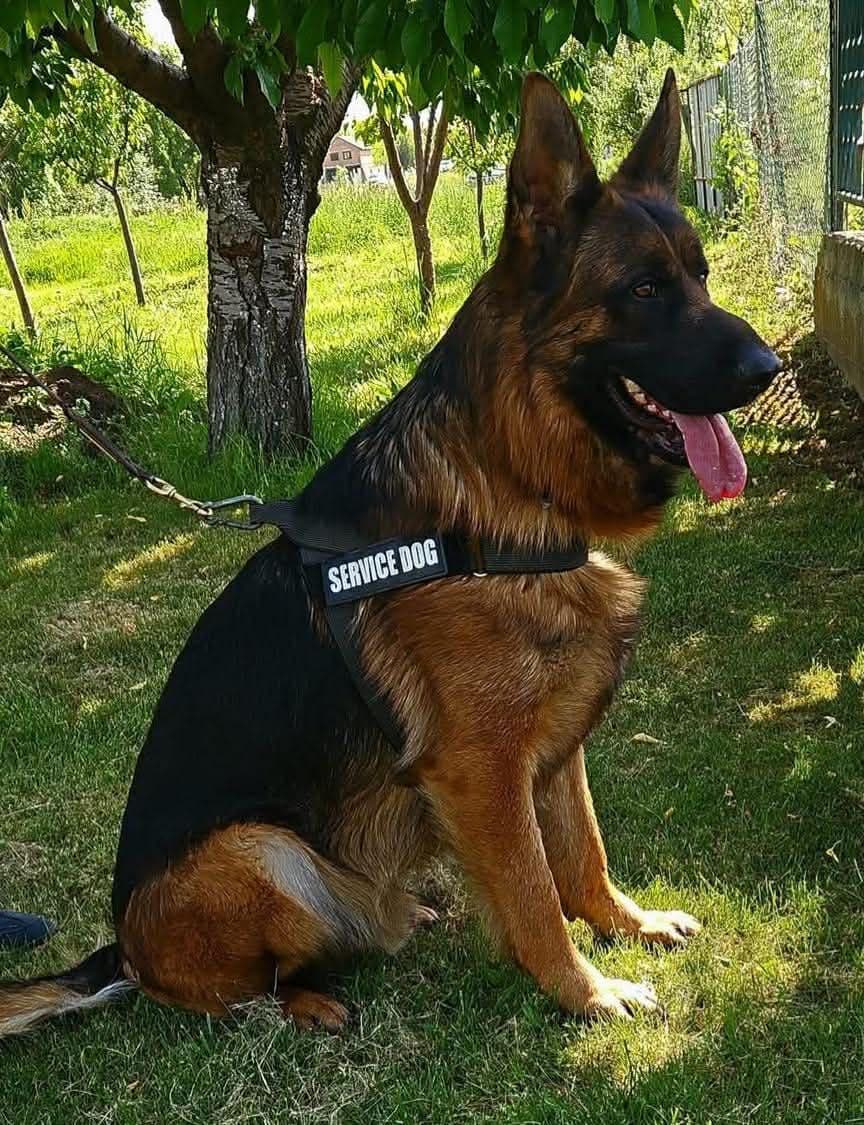 Outstanding AKC German Shepherd Female Puppy – IGP3 & VA Pedigree breeder image 13