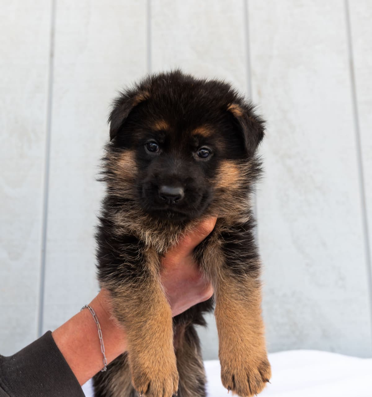 Outstanding AKC German Shepherd Female Puppy – IGP3 & VA Pedigree breeder image 6