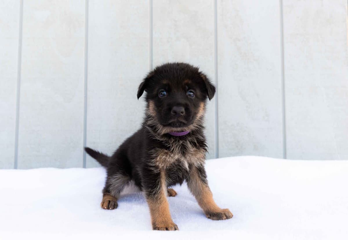 Outstanding AKC German Shepherd Female Puppy – IGP3 & VA Pedigree breeder image 7