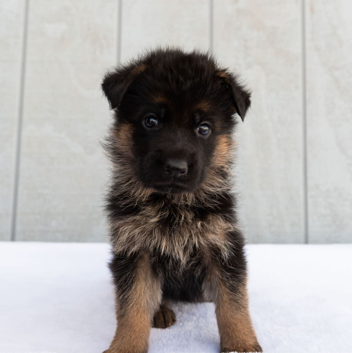 Outstanding AKC German Shepherd Female Puppy – IGP3 & VA Pedigree breeder image 9