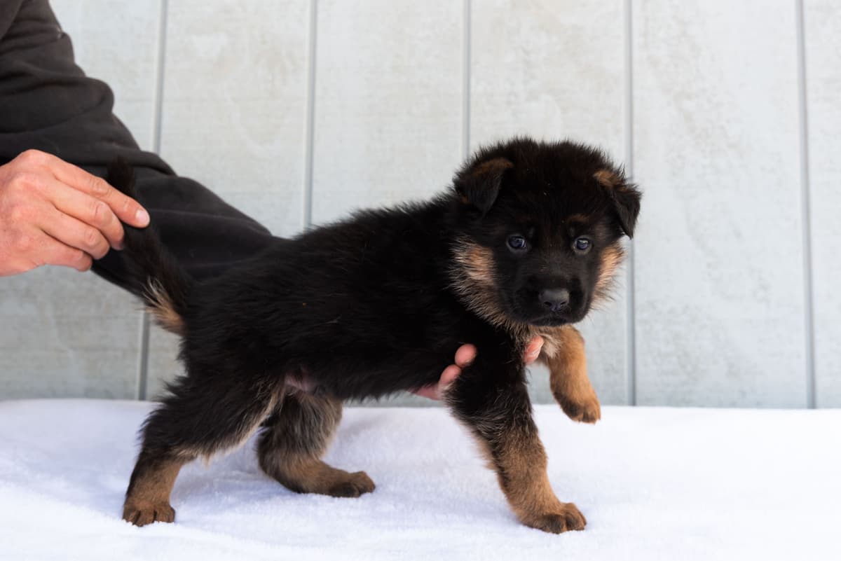 Outstanding AKC German Shepherd Female Puppy – IGP3 & VA Pedigree breeder image 4