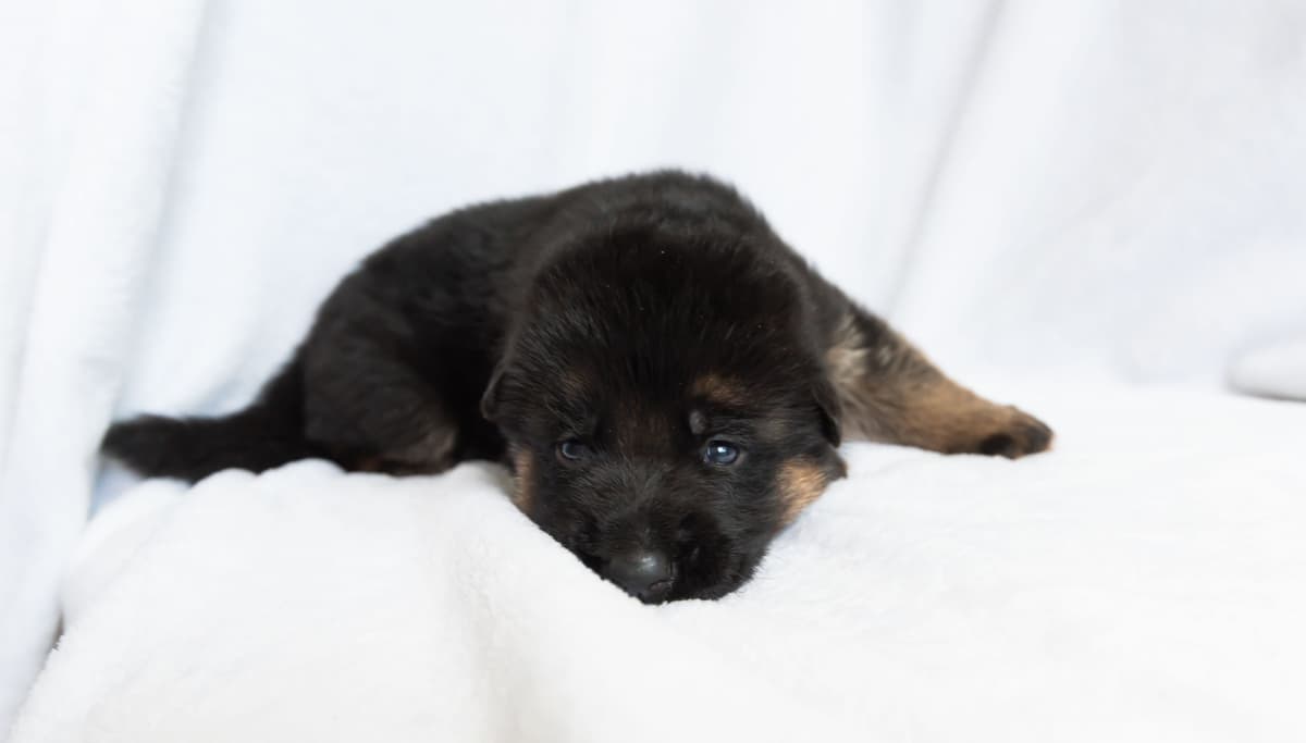 Outstanding AKC German Shepherd Female Puppy – IGP3 & VA Pedigree breeder image 14