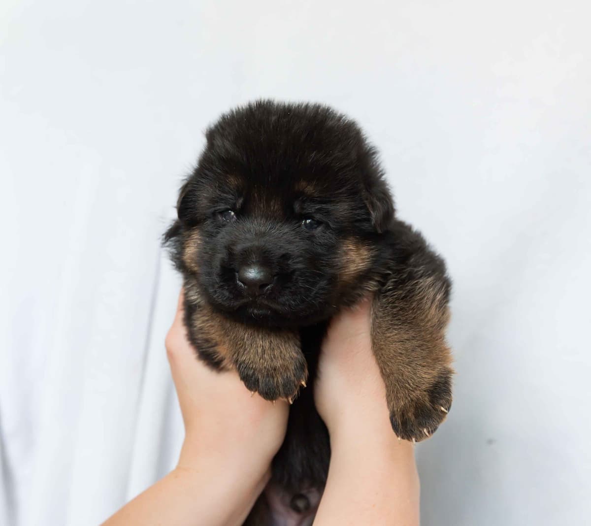 Outstanding AKC German Shepherd Female Puppy – IGP3 & VA Pedigree breeder image 16