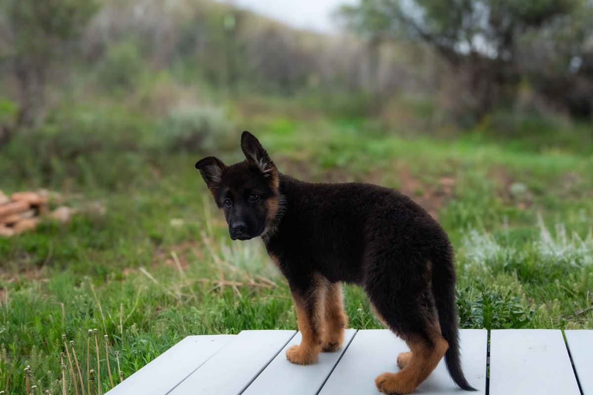 Outstanding AKC German Shepherd Female Puppy – IGP3 & VA Pedigree breeder image 19