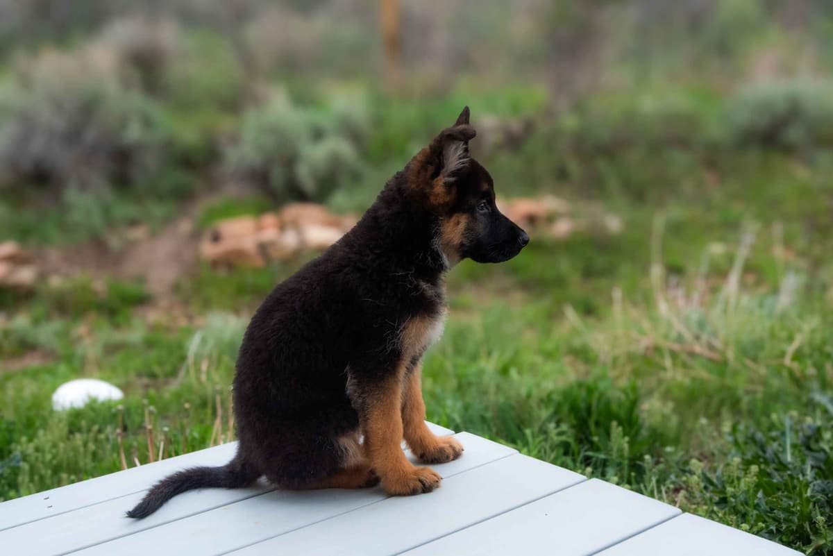 Outstanding AKC German Shepherd Female Puppy – IGP3 & VA Pedigree breeder image 17