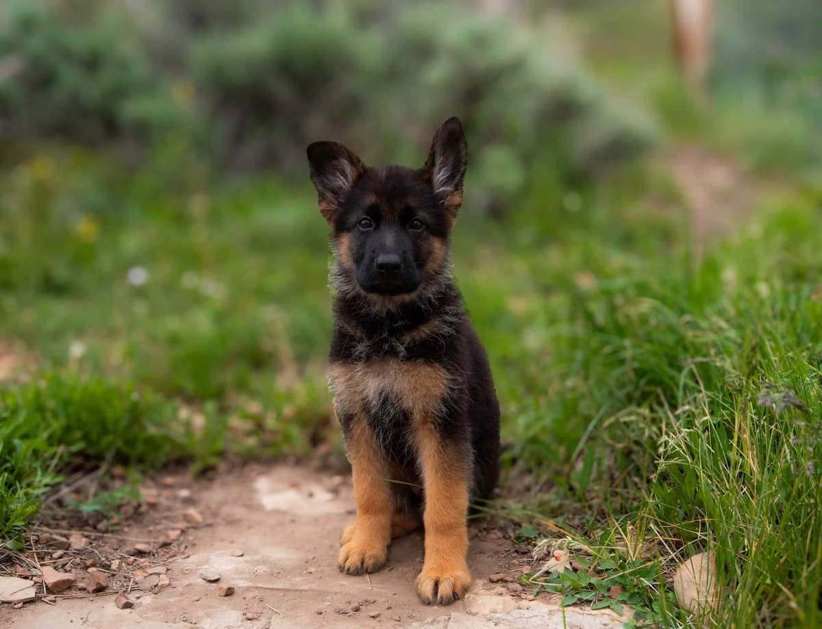 Outstanding AKC German Shepherd Female Puppy – IGP3 & VA Pedigree breeder image 20