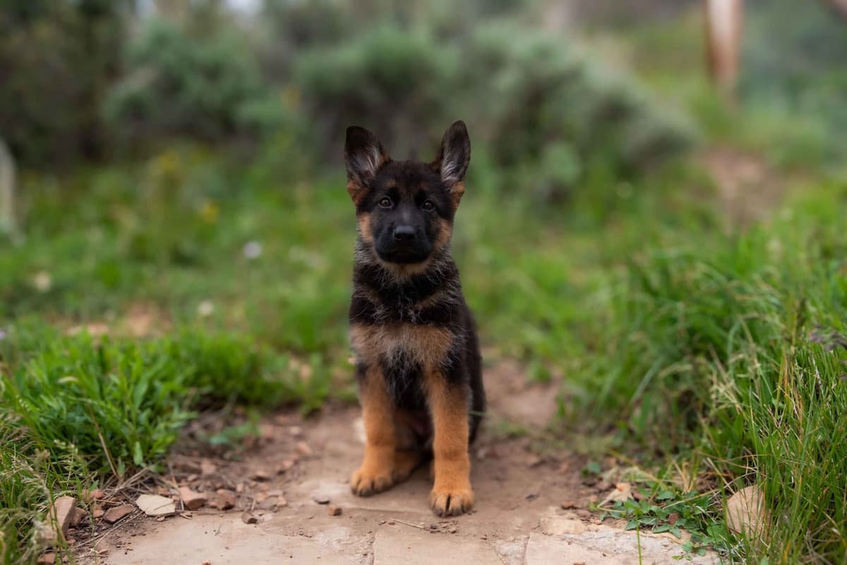 Outstanding AKC German Shepherd Female Puppy – IGP3 & VA Pedigree breeder image 1