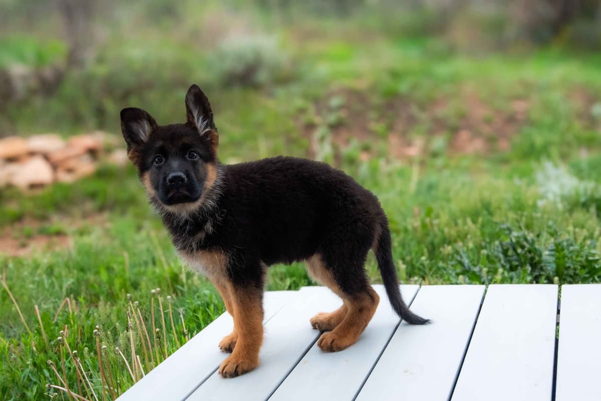 Outstanding AKC German Shepherd Female Puppy – IGP3 & VA Pedigree breeder image 21