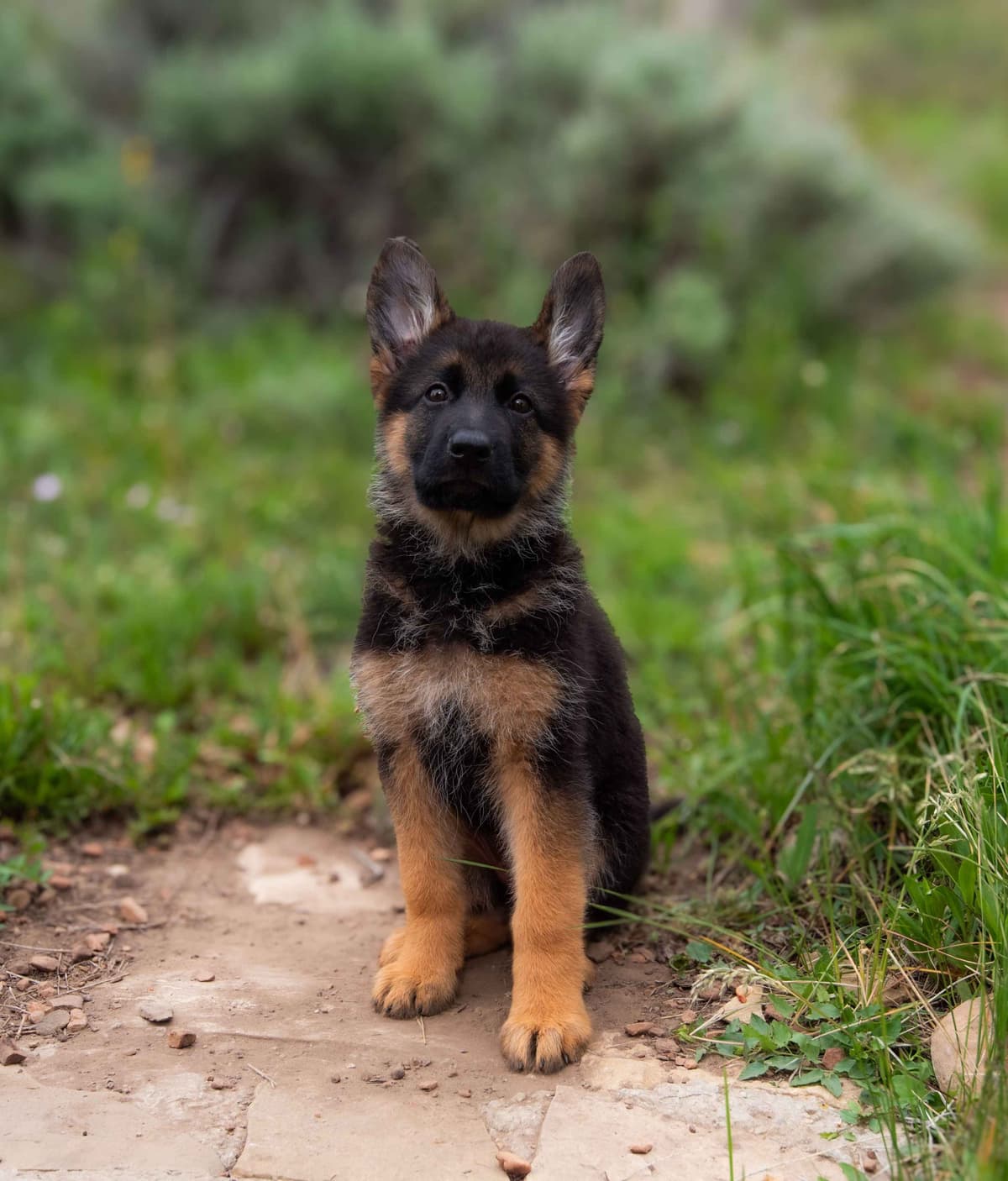 Outstanding AKC German Shepherd Female Puppy – IGP3 & VA Pedigree breeder image 22