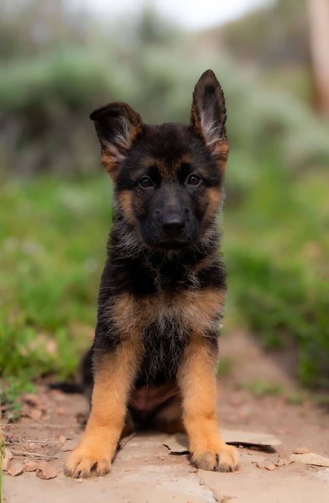 Outstanding AKC German Shepherd Female Puppy – IGP3 & VA Pedigree media 2