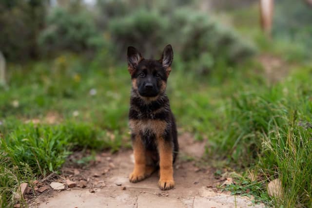 Outstanding AKC German Shepherd Female Puppy – IGP3 & VA Pedigree media 4