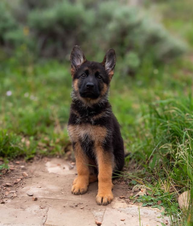 Outstanding AKC German Shepherd Female Puppy – IGP3 & VA Pedigree media 8