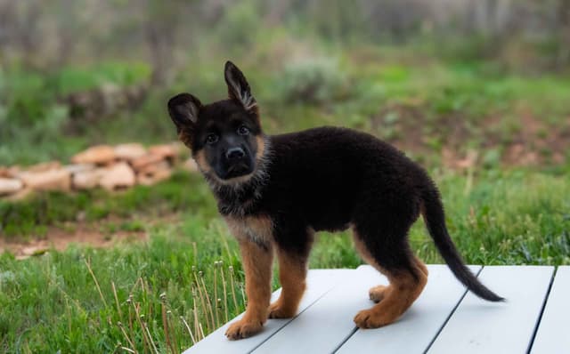 Outstanding AKC German Shepherd Female Puppy – IGP3 & VA Pedigree media 5
