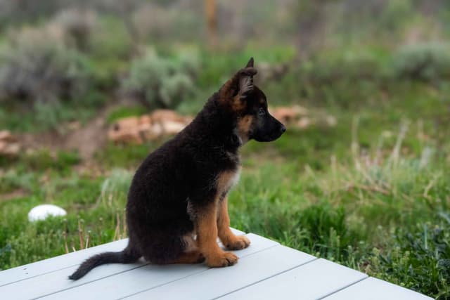 Outstanding AKC German Shepherd Female Puppy – IGP3 & VA Pedigree media 6