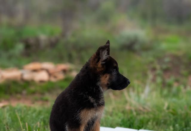 Outstanding AKC German Shepherd Female Puppy – IGP3 & VA Pedigree media 3